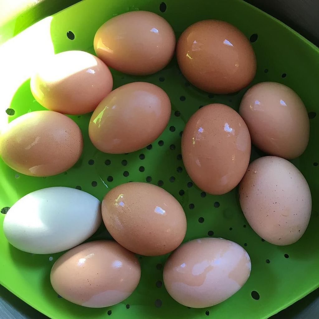 TheCluckeryEggs's tweet photo. I love fresh hard boiled eggs. I could eat them every day! 😊 #backyardchickens #chickensof… https://t.co/HV2izJp40q https://t.co/9kLRXe8nqW