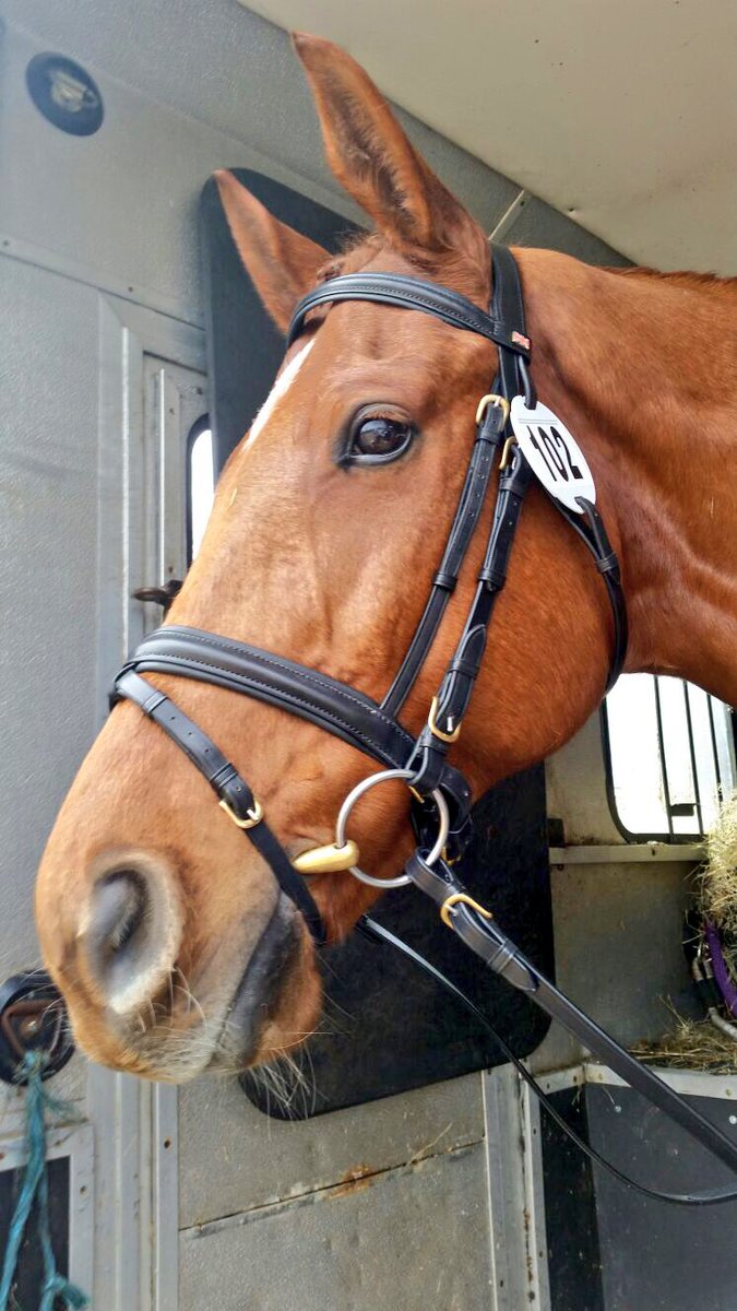 ParkfieldBreed's tweet image. Happy to be a British business supported by British bridle supplier @KateNegus - the quality is fantastic. Truly gorgeous leatherwork 🇬🇧🇬🇧🇬🇧