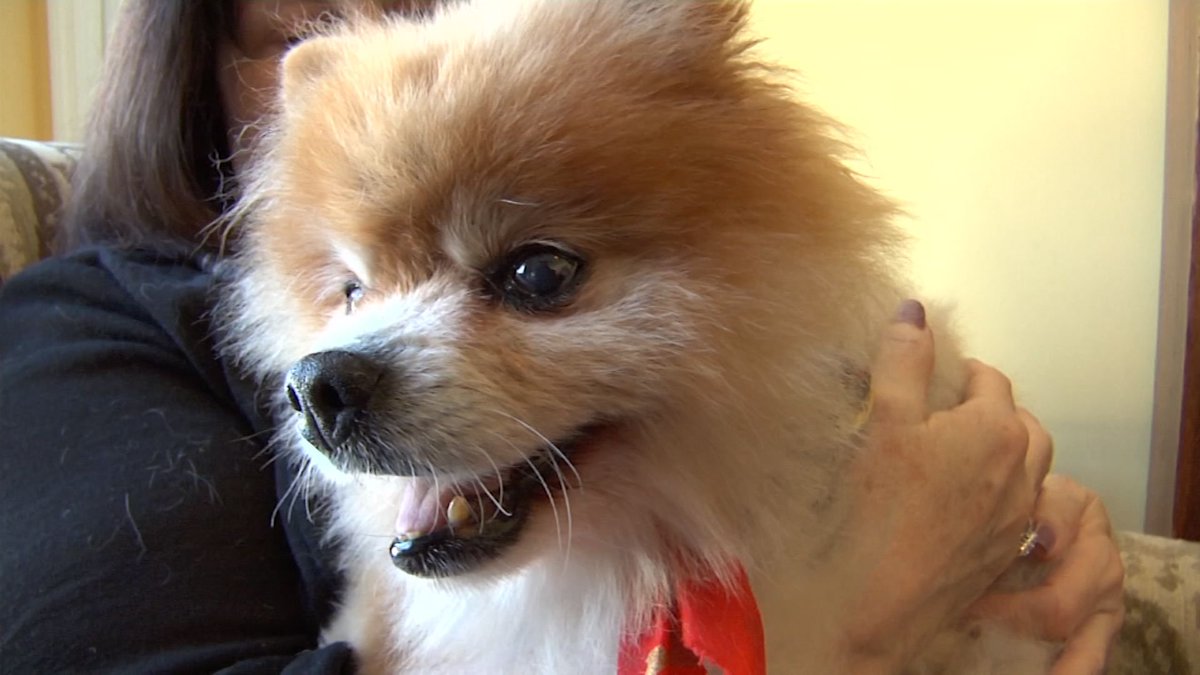 HeartMindChange's tweet photo. Nonprofit Brings Joy to Dogs' Final Days  https://t.co/UWIEFGu6e3 https://t.co/fnAZASguqC