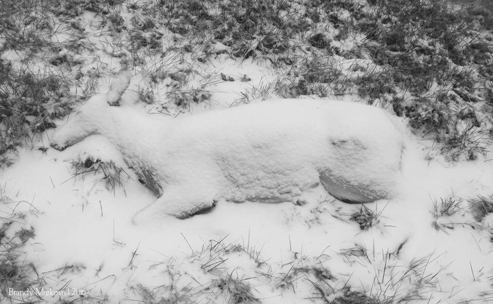 reMARKOVAble's tweet photo. #BestCarcass Took this photo last winter after spotting the snow covered body in a ditch line. Some think it's weird. I think it's beautiful https://t.co/SwUzroQbgT
