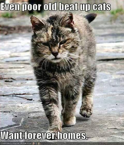 CherylRoarke tweet picture