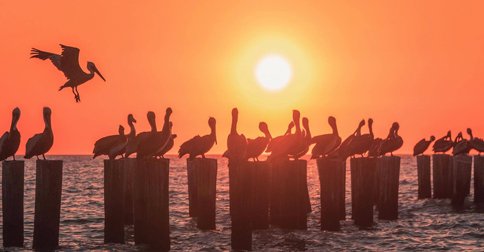 SoWeFlo Life Cover Photo Takeover (photo-essay) -Rob Hoovis medium.com/soweflo-life/s… #FortMyers #swfl #Florida #instagram #photography