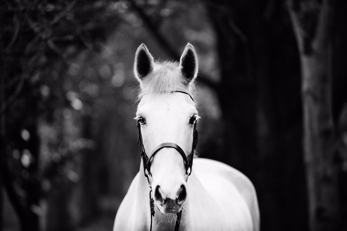 honour_may's tweet photo. A few of my favourite photos from a commission I did on Friday. #EquineHour #horsehour @MyHorseBoxUK @PONY_Mag @stylereins @localridermag ❤️ https://t.co/e5zJ3BX4Lb