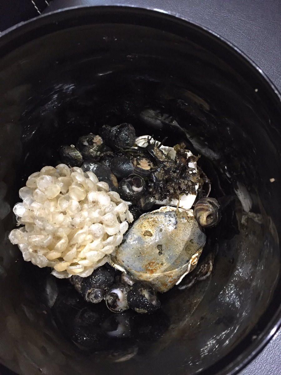 WarnerFancy's tweet photo. #muddychallenges found under rocks on the beach https://t.co/LDjEx1EGWR