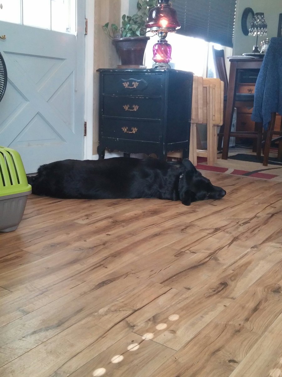 warstuckpls's tweet photo. My dog fell asleep on the floor https://t.co/I9Dq02fqej