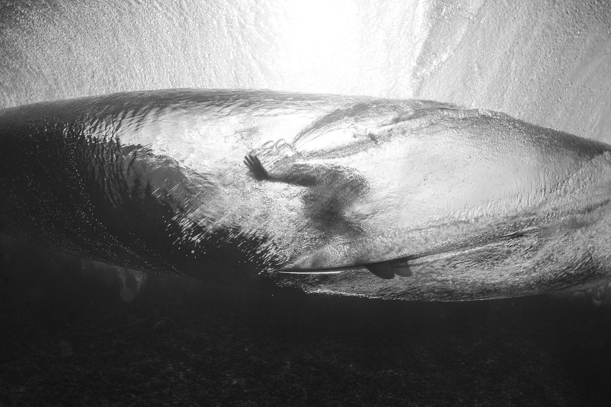 SURFER tweet media