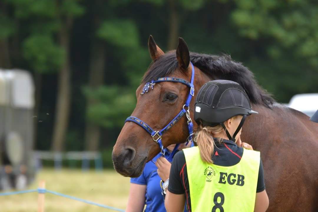 JessSedgwick24's tweet photo. 3 weeks till the start of the season! Can't wait! #endurance #enduranceponies #bringiton @Balanced_HF #bestfeed @WOWsaddles https://t.co/d6dKZZheYI