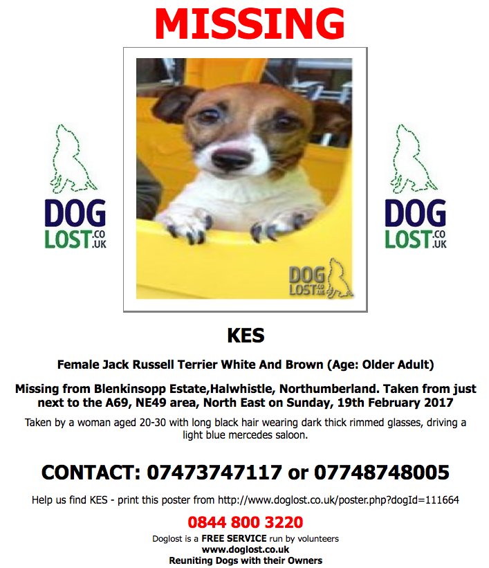 DogLostUK's tweet photo. #LOST Female #jackrussellterrier #Halwhistle #Northumberland #NE49 #Lostdog #ScanMe https://t.co/q1i6KJGr6U https://t.co/D2DaGSbR9u