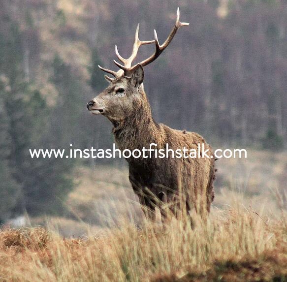 shootfishstalk's tweet photo. #sportingagent #fishing #stalking #shooting #deer #reddeer #redstag #scotland https://t.co/dfSMfiQyjS