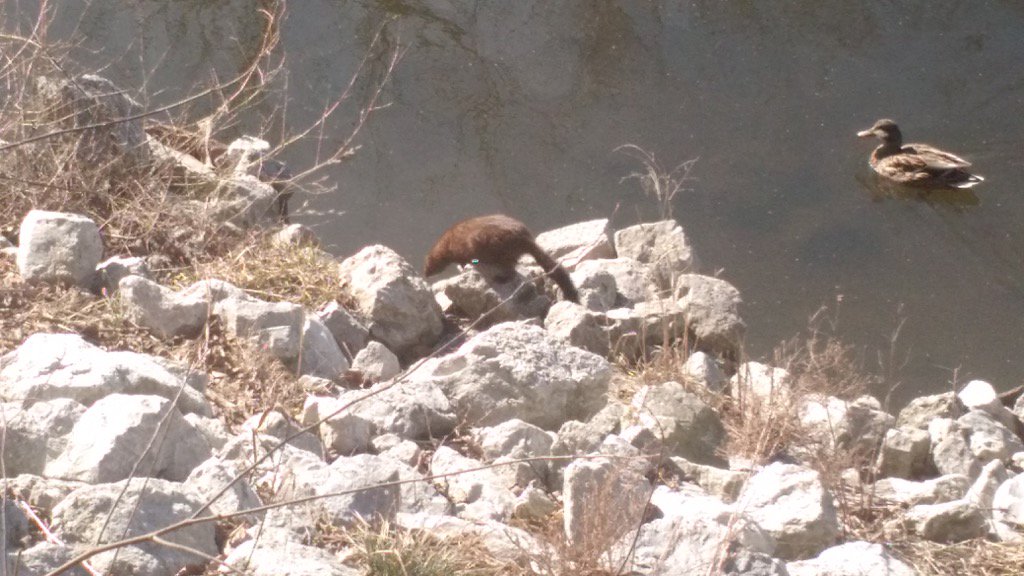 michael5067's tweet photo. @chicagoriver @UrbanRiv Spotted off the river walk near Berteau today. Otter? https://t.co/zHApkXHK4a