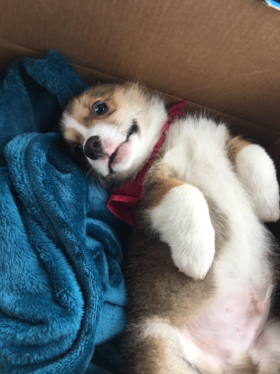 hugocorg's tweet photo. On my way home!!! https://t.co/ahGMx3Ny1z