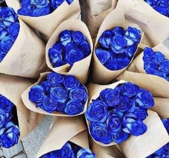 sorority_lyfe's tweet photo. These roses are so beautiful 😍💙 https://t.co/tI1VC1dQXT
