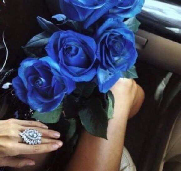 sorority_lyfe's tweet photo. These roses are so beautiful 😍💙 https://t.co/tI1VC1dQXT