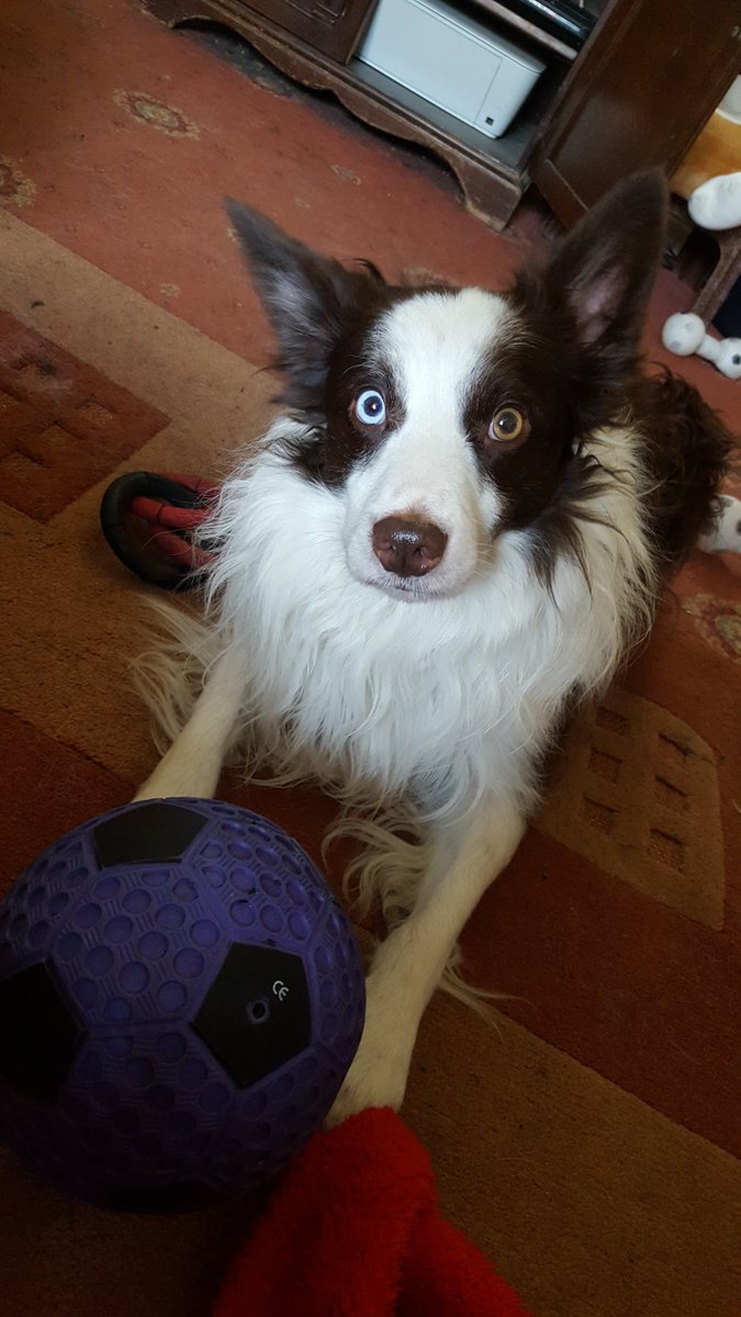 karenkburgoyne's tweet photo. #primetimechat cant get blink look in dog keep jump on pc desk aint his eyes amazing lol kaykay56 https://t.co/ExvoAbHofY
