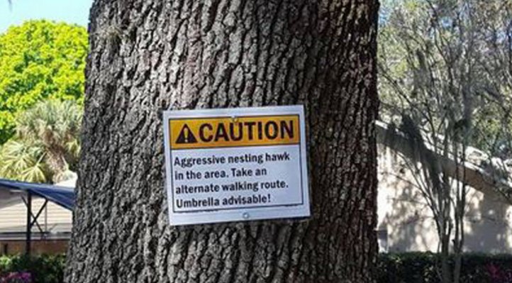 Golf course warns players of attacking hawks bit.ly/2lkcuTx https://t.co/E3jtDWLwRt