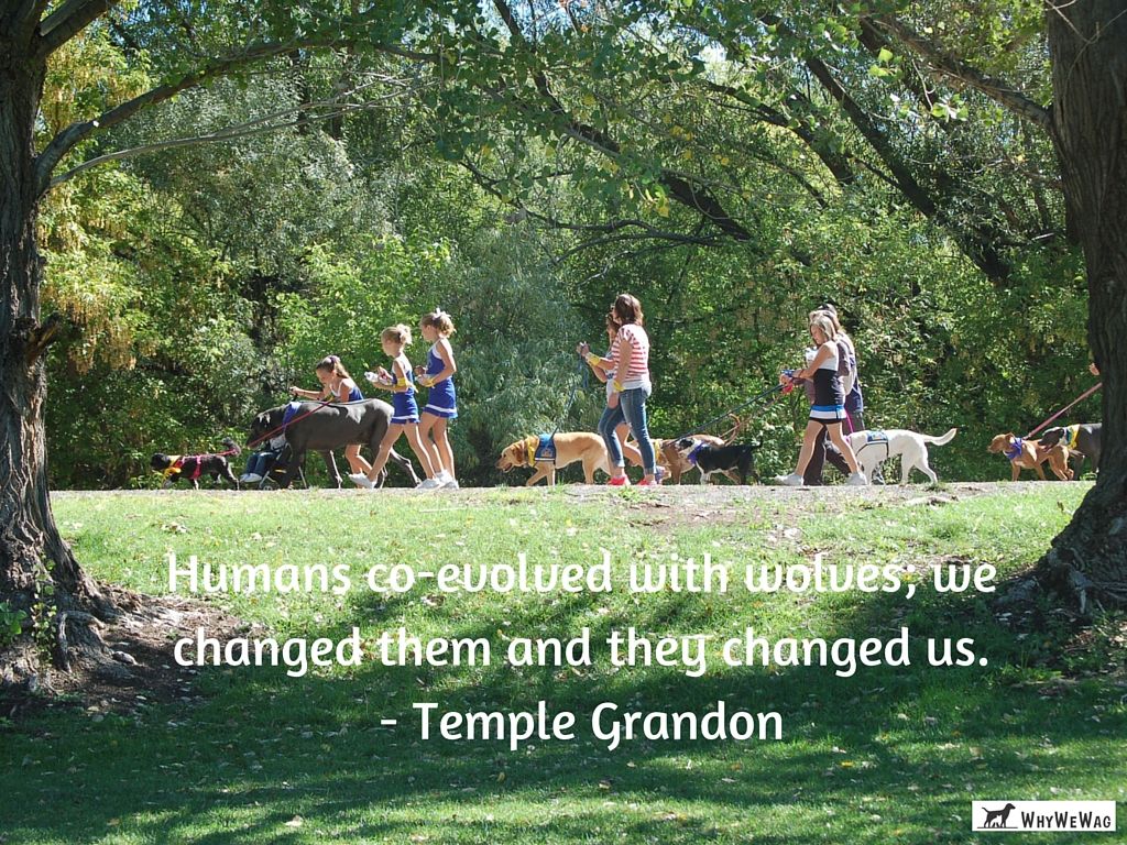 whywewag1's tweet photo. "Humans co-evolved with wolves. We changed them and they changed us." @DrTempleGrandin https://t.co/GgsMUheKPY