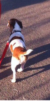 millypod1's tweet photo. #Lost POSS #STOLEN #ScanMe OLDER Jack Russell Female
Blenkinsopp Estate #Halwhistle #Northumberland #NE49 nr #A69 https://t.co/aMCC42SFjO https://t.co/R3QOwbshaH
