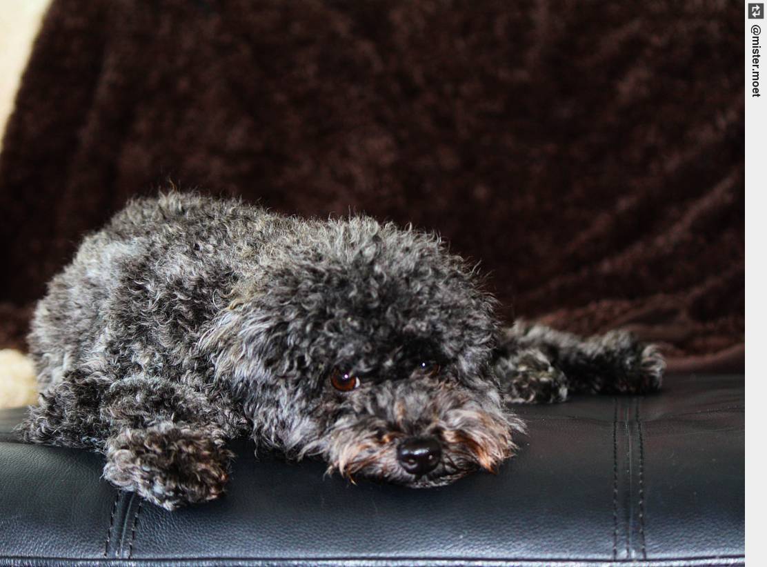 IngloriousDogs's tweet photo. Mundane Monday 😧 #notmondayagain #monday #mondayitis #puppylove #ingloriousdogs https://t.co/dlubJ44kM7