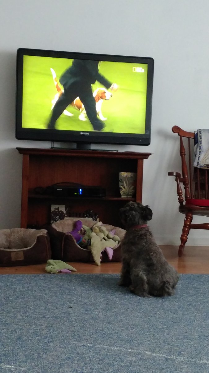 schroncd's tweet image. Rascal is partial to the terriers but thinks the hounds are interesting. #WKCDogShow