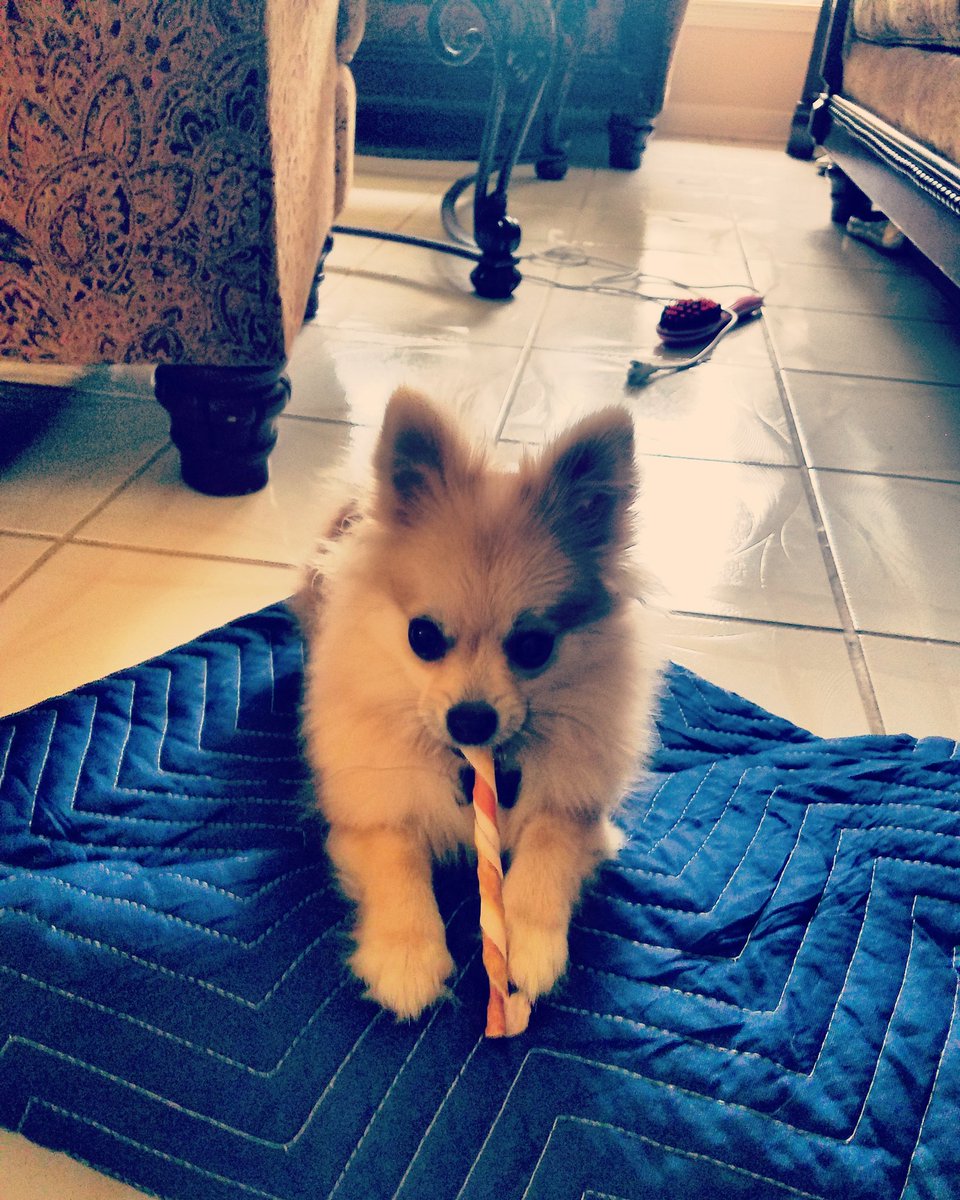 Puffin_TheDog's tweet photo. "Hello" https://t.co/xlTU6TcesO