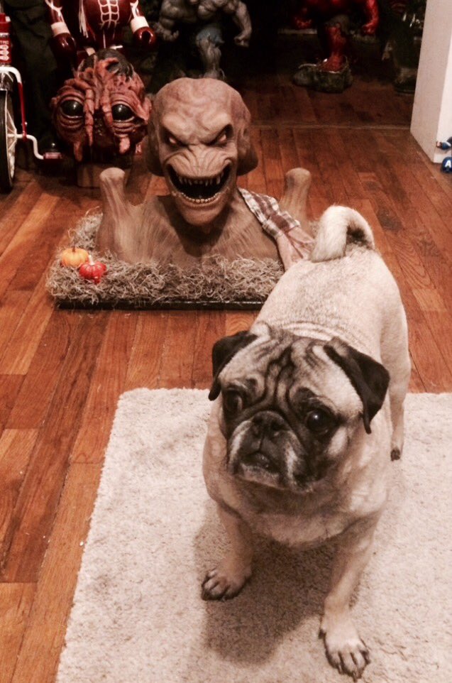 HorrificFinds's tweet photo. He's behind me, isn't he? 😵 A new #Pumpkinhead bust I picked up last month. #Horrificfinds #pug #horror #monsters #SurvivalOfTheFittest https://t.co/3tI0ikX7UY