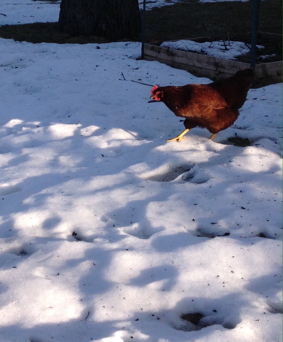 usa1731's tweet photo. Beautiful weekend in #providence. The #rired is checking out the melting snow. #usa1731 #homeaway https://t.co/aLlGHpr0dl