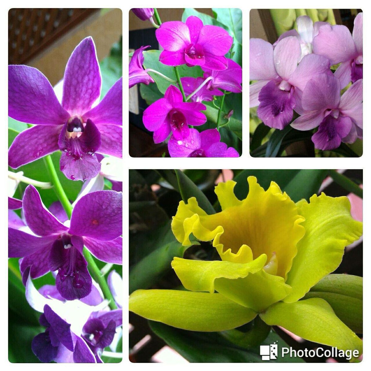 mustahapa's tweet photo. Mari kita sama-sama membantu usahawan #bungaorkid di negara kita. Jom kita meriahkan #pestaorkidflora di RTC Kelantan. #AgrobazaarOnline https://t.co/a0IbLujsnK