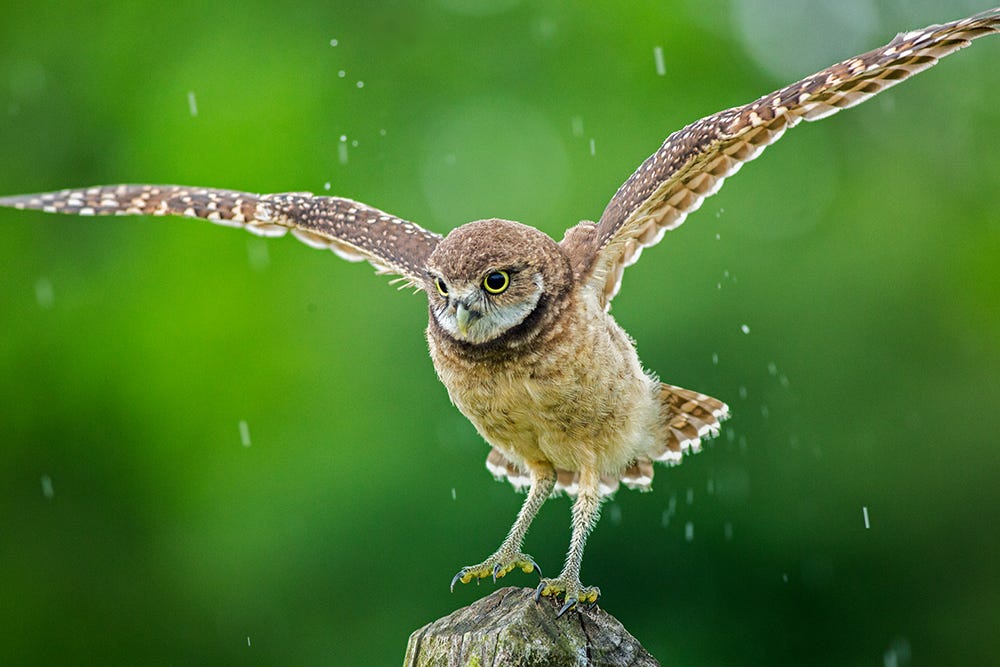 Rainy day by JH Atala dlvr.it/NQTSrB