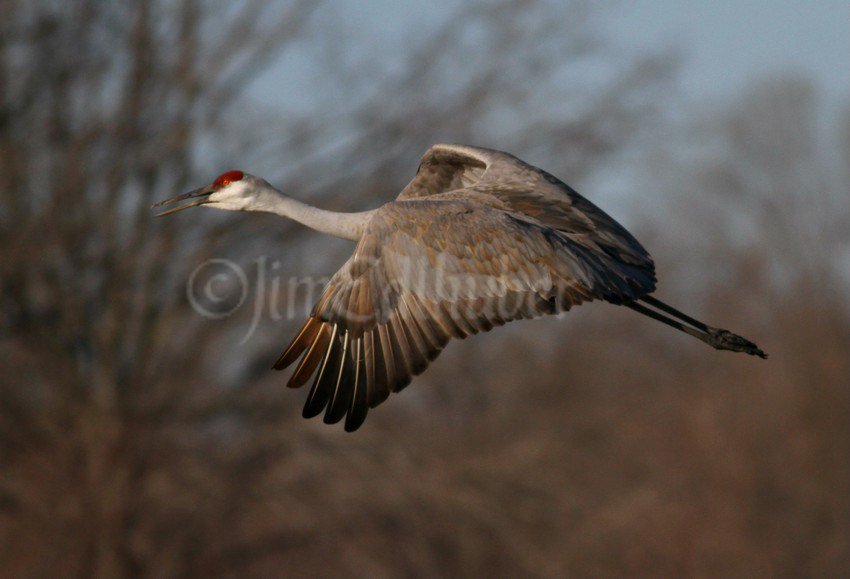 Sandhill Cranes in the South Kettle Moraine in Waukesha County on February 19, 2017 windowtowildlife.com/sandhill-crane…