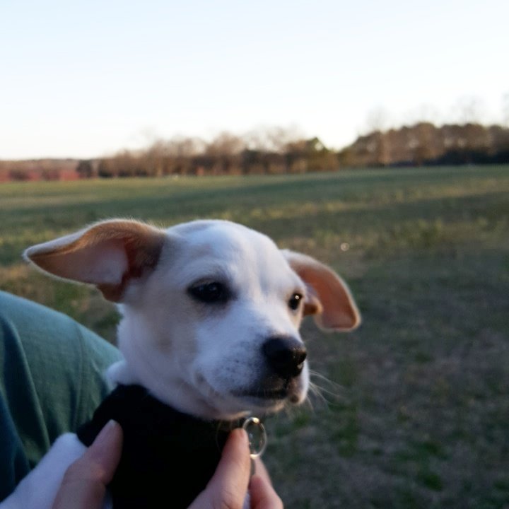 Trooper919's tweet photo. Went to Dix. Played with sticks. Now I am a tired puppy. #DixPark #Raleigh #firsttime https://t.co/LCOqtlbzxN