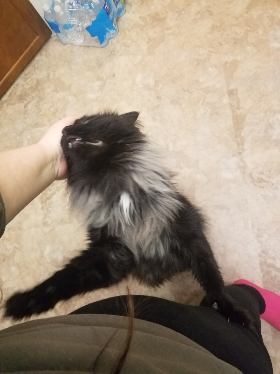 brandileecombs's tweet photo. My needy baby https://t.co/oYjRgsZISZ