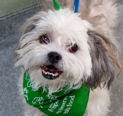gaviota330's tweet photo. JUICY
https://t.co/6RzVreKO3h
KILL LIST
AFFECTIONATE BOY
HAS CHERRY EYE
HELPDOGS@URGENTPODR.ORG https://t.co/GUTrnl8lzy