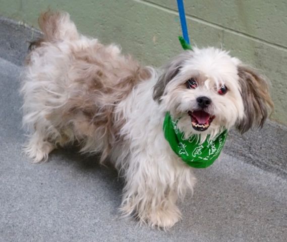 gaviota330's tweet photo. JUICY
https://t.co/6RzVreKO3h
KILL LIST
AFFECTIONATE BOY
HAS CHERRY EYE
HELPDOGS@URGENTPODR.ORG https://t.co/GUTrnl8lzy