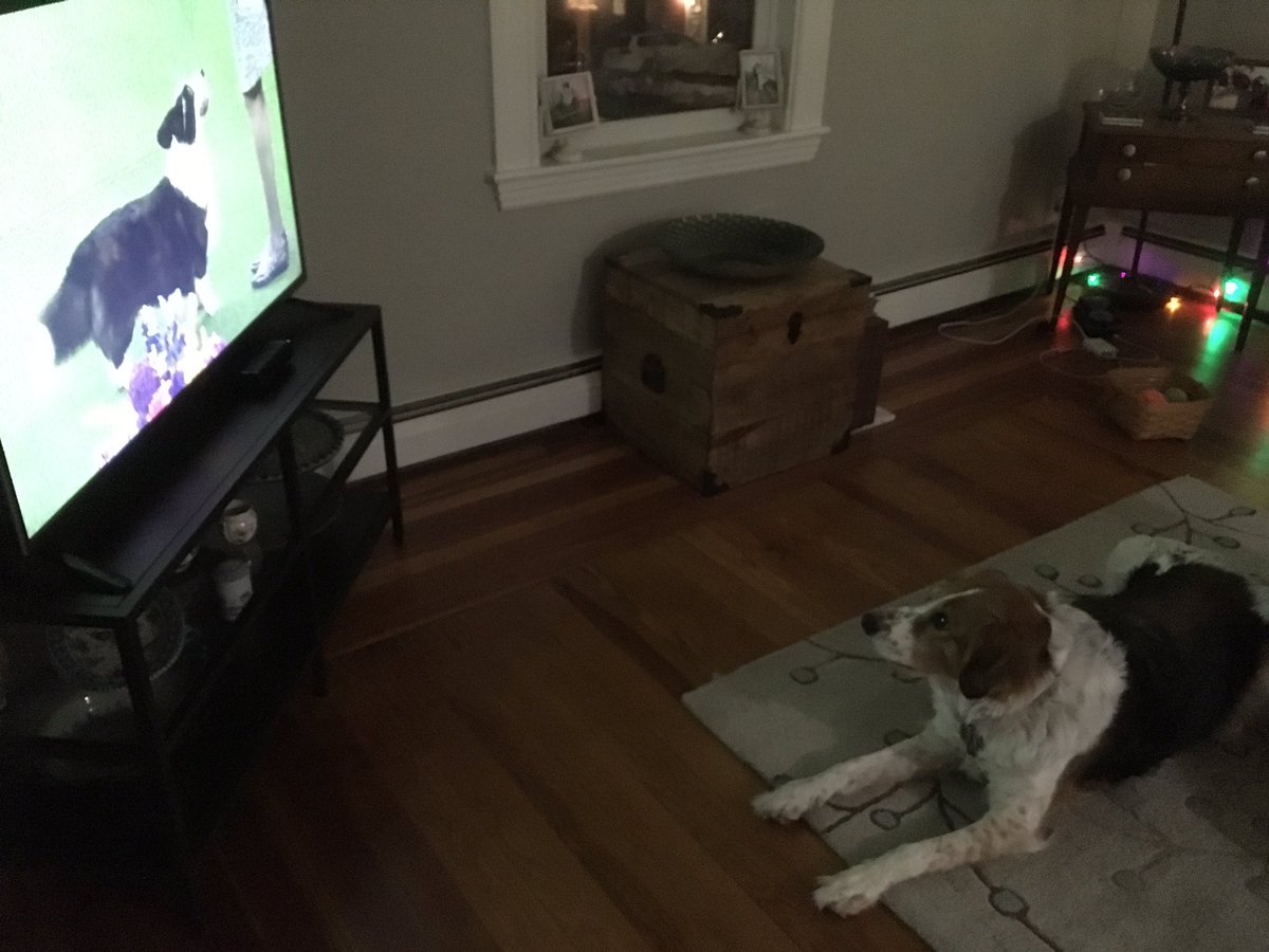 ladec16's tweet photo. Moxie, the Arlington smell hound, enjoying the Westminster Dog Show #WestminsterDogShow #WKCDogShow https://t.co/hV6feo5ARg