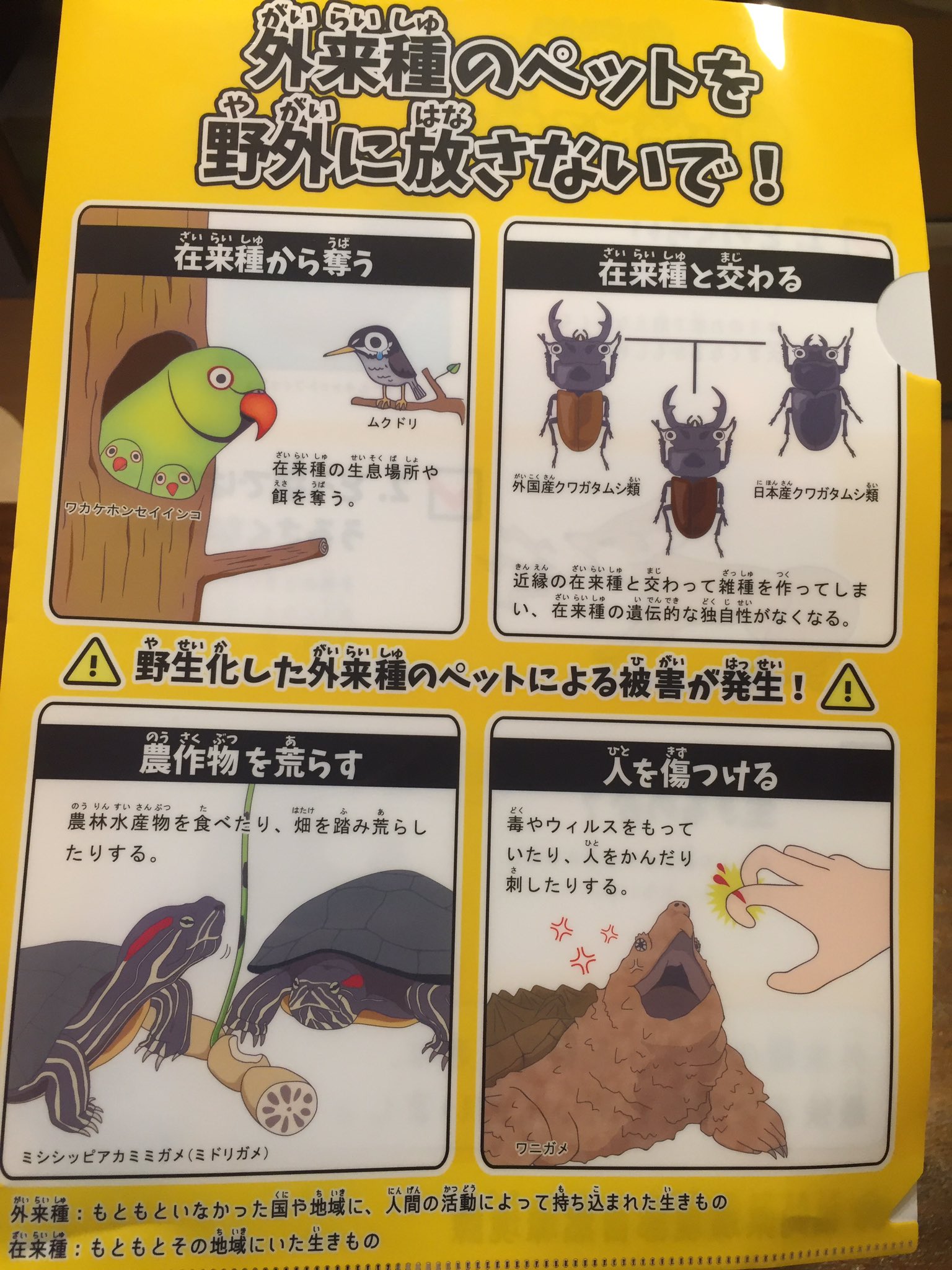丸山宗利 Maruyama 福岡県の外来種 問題啓発ポスター よくできてる 巨大水槽でしか飼えない熱帯魚や成長すると獰猛になる哺乳類や長寿な動物 カメやオウム が安易に売り買いされすぎている そして安易に手に入るから 安易に 逃がす人も出て来てしまい
