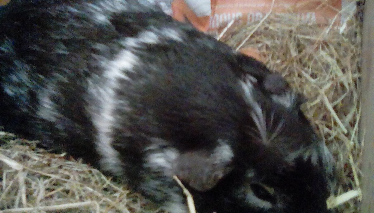 viixyhd's tweet photo. @taylorndean @YouTube This Was my baby Rosie who is buried in my back garden https://t.co/f6YSC9Wt7r