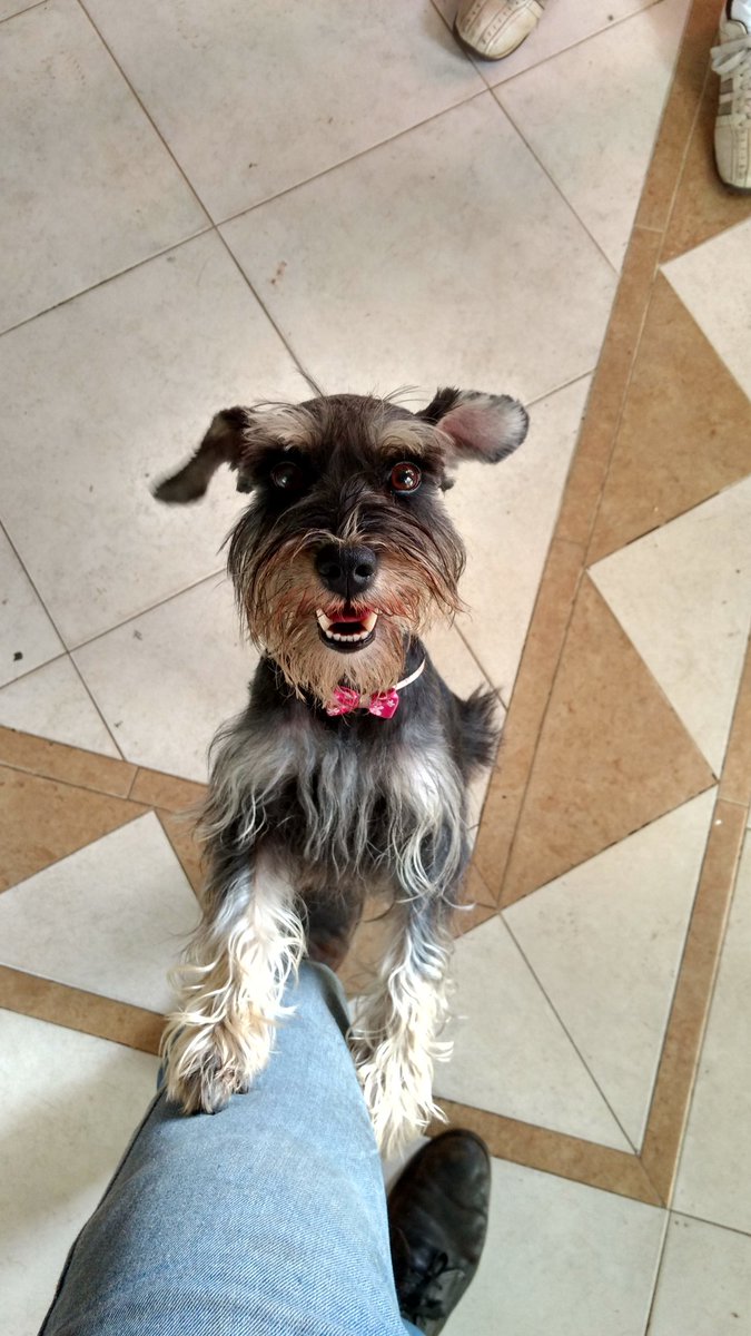 _carlosgil's tweet photo. @fundaproba perrita perdida en las cercanías de Super autos puerto Ordaz el dueño por favor comunicarse al 02869231435 https://t.co/mWp8zwijOi