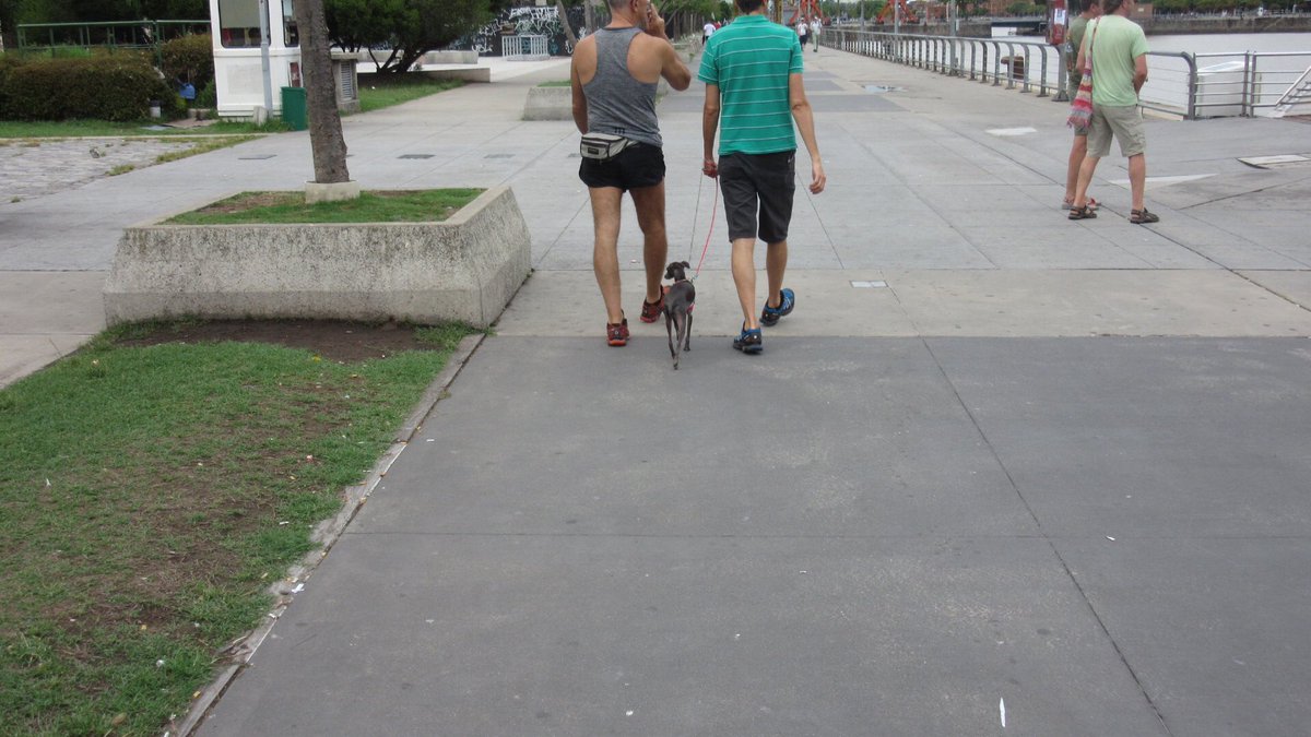 Antbeaul's tweet photo. @Jenna_Marbles there was a small black Cermit in Argentina today! https://t.co/Ky7DN1c6we