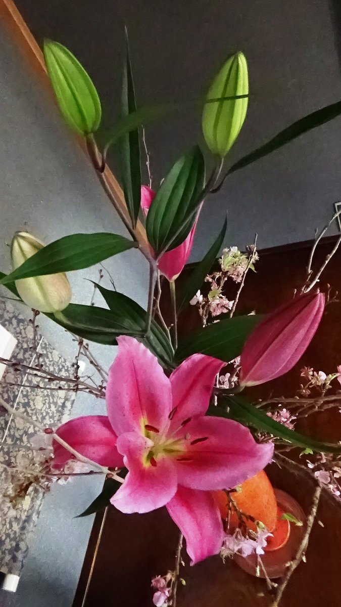 南総の寅次郎 これも つむぎ で咲いてるんだけど 花弁 が白い ラッパスイセン か ニホンスイセン か 区別できない 分かるかなぁ 知ってるのはラッパスイセンだけ ゼンマイ が花材に 生け花教室 T Co Vo5wyxghlr 花 スイセン 水仙 南総の寅次郎 これも つむぎ で咲いてるんだけど 花弁 が白い ラッパスイセン か ニホンスイセン か 区別できない 分かるかなぁ 知ってるのはラッパスイセンだけ ゼンマイ が花材に 生け花教室 T Co Vo5wyxghlr 花 スイセン 水仙