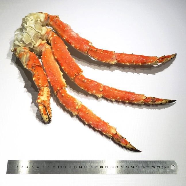 AnglissMacau's tweet photo. The beauty. #bluekingcrab #Russia https://t.co/IgzSv4z0dJ
