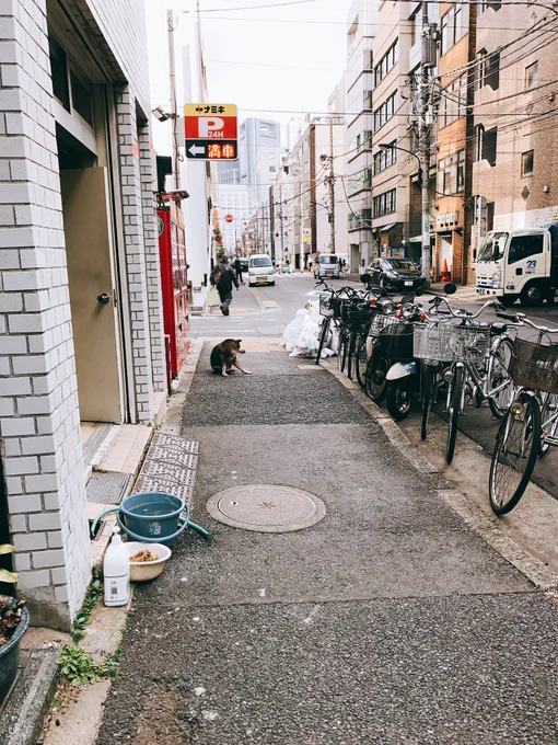 な、、なんかカワイイのがいるんだけど、、

アレって、、、

もしかして、、、

「猫」? 