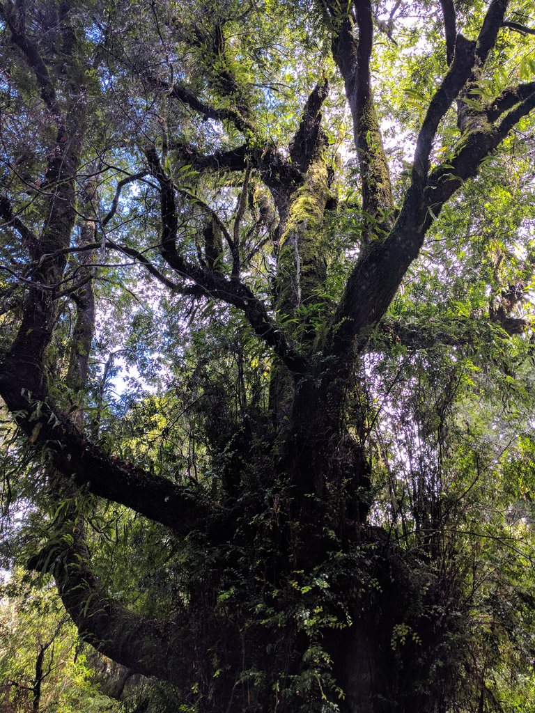 sam__rye's tweet photo. El (my partner) whilst driving: "Beech trees are the Chewbacca of the forest..."
#forest #beech #treegeeks https://t.co/advrGw0Osg