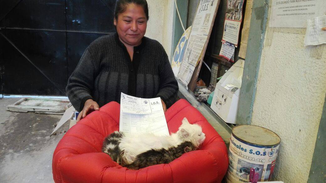 AnimalesSOS's tweet photo. La adopcíon cambia Vidas
No compres si quieres compañía animal rescata, alberga y quédate con él o ella. https://t.co/xz5n0bAjFV