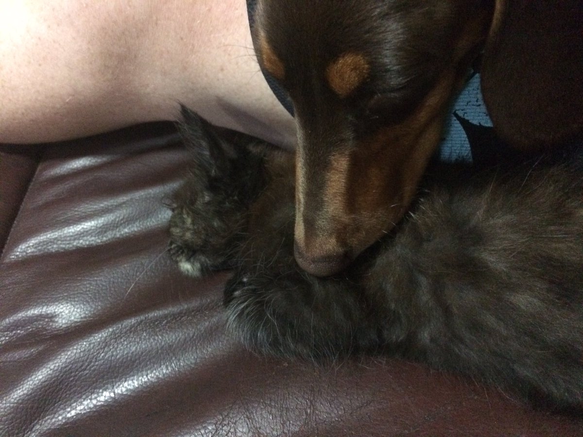 Quilly1975's tweet photo. #love #protection   Have to make sure nothing happens to our new sister Eevee. https://t.co/0AskT1KrIG