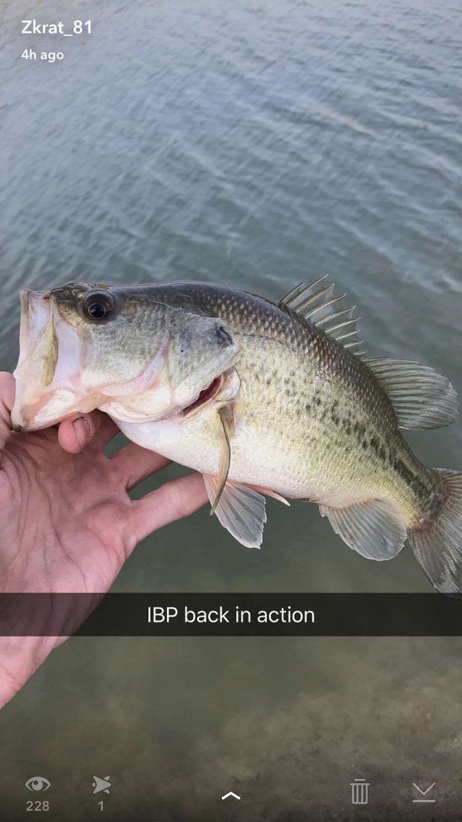 IowaBoys's tweet photo. Not very many people can say they caught bass on a 70 degree day in February! Gotta love that Iowa weather! #IBP #wereback #fishforamerica https://t.co/mbtl7vCWg7