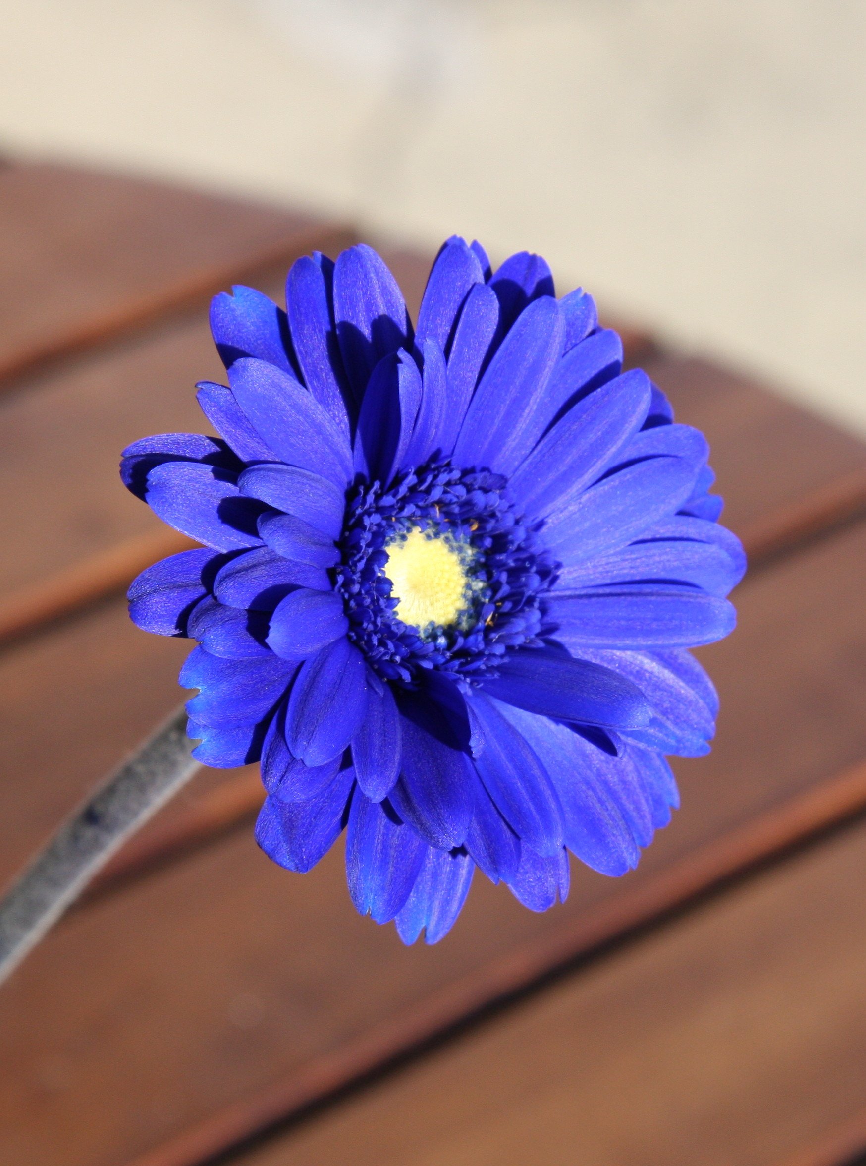 ローズショップ 青いガーベラ T Co Cupe4kpidd 0266 28 11 青いガーベラ ブルーガーベラ ブルーのガーベラ Blue Gerbera 青い花 ブルーの花 青色の花束 T Co 5co6bx4pqw Twitter