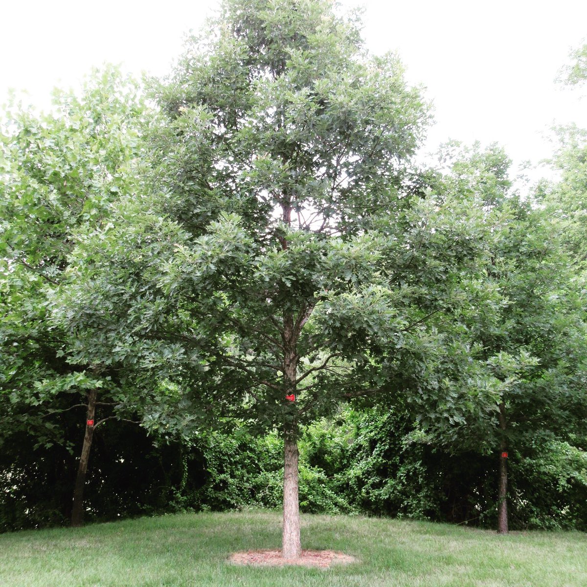 Basking Ridge Oak (@baskingridgeoak) | Twitter