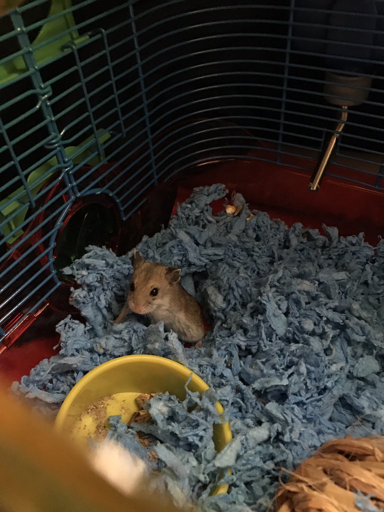 alyssaletis's tweet photo. @alyssaletis MISSING: my lil hammy named Bell... she's got a hole in her right ear. #prayforbell https://t.co/0zNH631dJ0