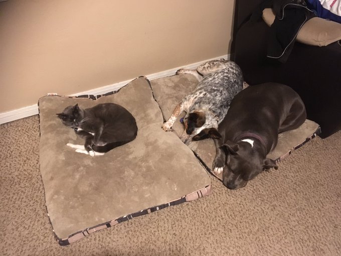 My cat rules in this house... two full grown dogs booted from their 2nd bed.... https://t.co/EVXTDRG<a href="/tag/bbw"class="tags"><span>#bbw</span></a><a href="/tag/bigboobs"class="tags"><span>#bigboobs</span></a><a href="/tag/plumper"class="tags"><span>#plumper</span></a><a href="/tag/cleavage"class="tags"><span>#cleavage</span></a><a href="/tag/cubby"class="tags"><span>#cubby</span></a>