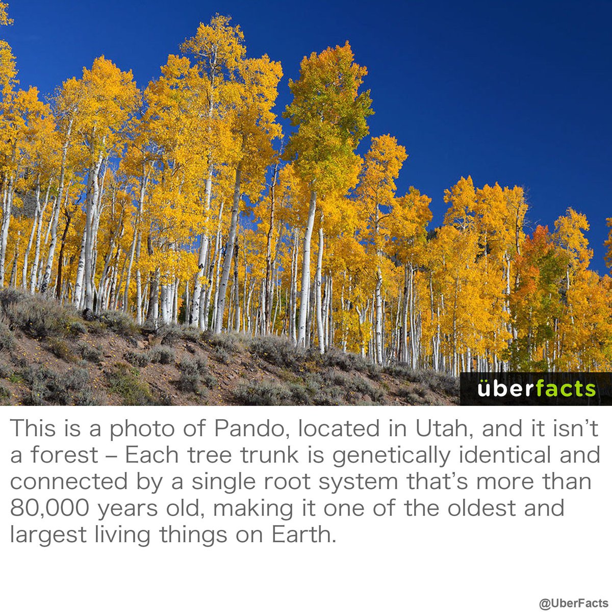 UberFacts's tweet photo. Nature is amazing. https://t.co/d9chBwGwFT